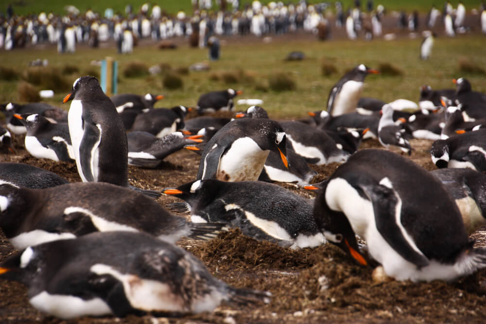 Los pinguinos de papúa empollando © Martín del Río