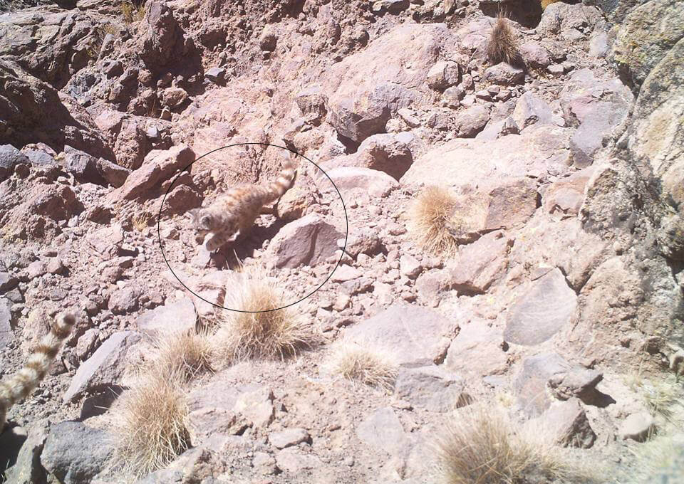 Cámaras trampa confirman la presencia de dos importantes especies amenazadas en Arica