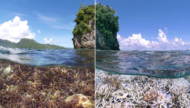 Chasing Coral: sumergidos bajo el agua para destacar los impactos del cambio climático