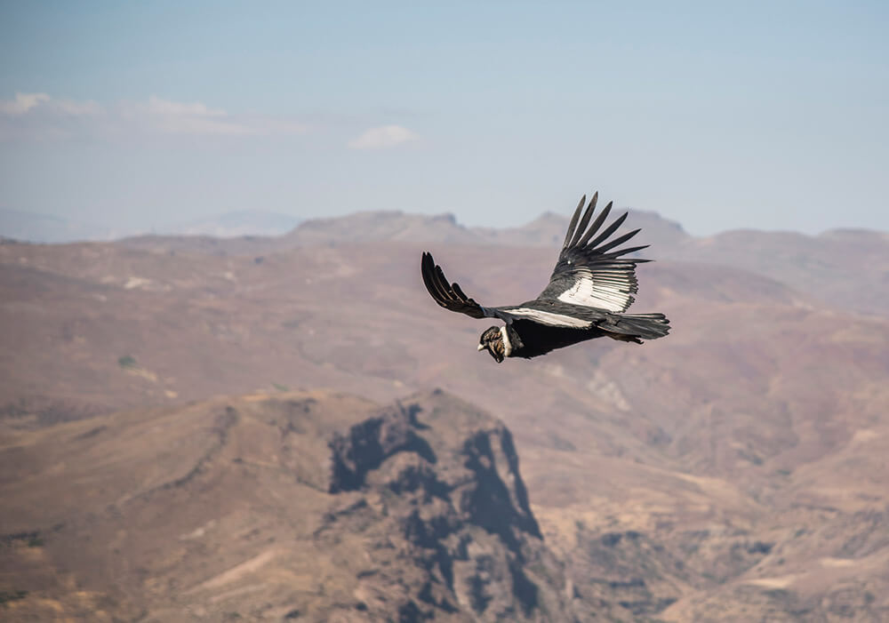 Cóndor (Vultur gryphus). ©José Gerstle
