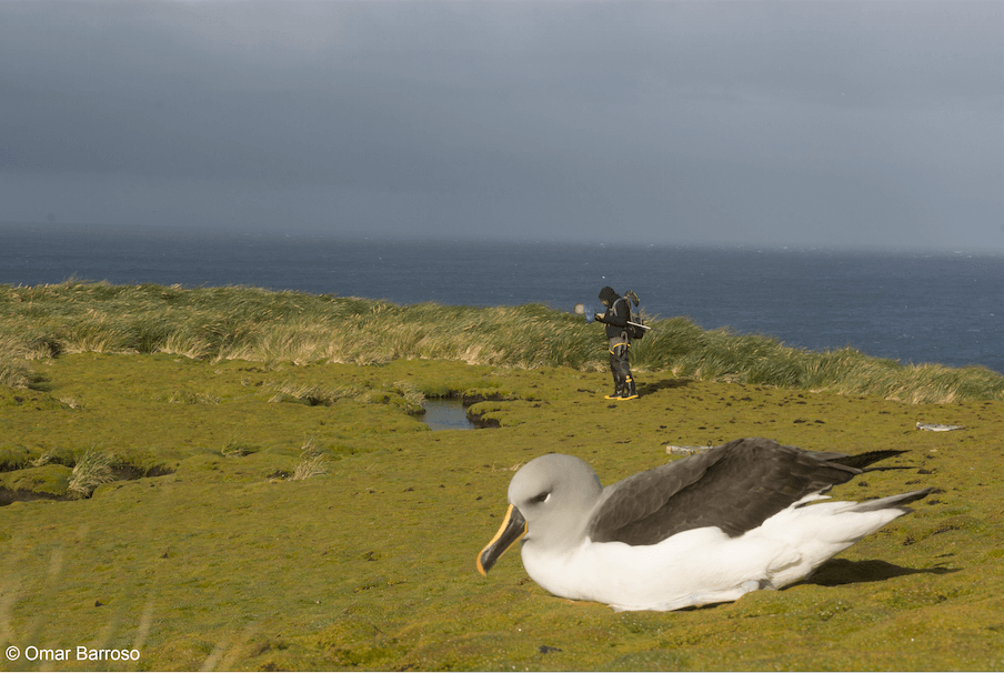 Científico y albatros de cabeza gris: ©Omar Barroso