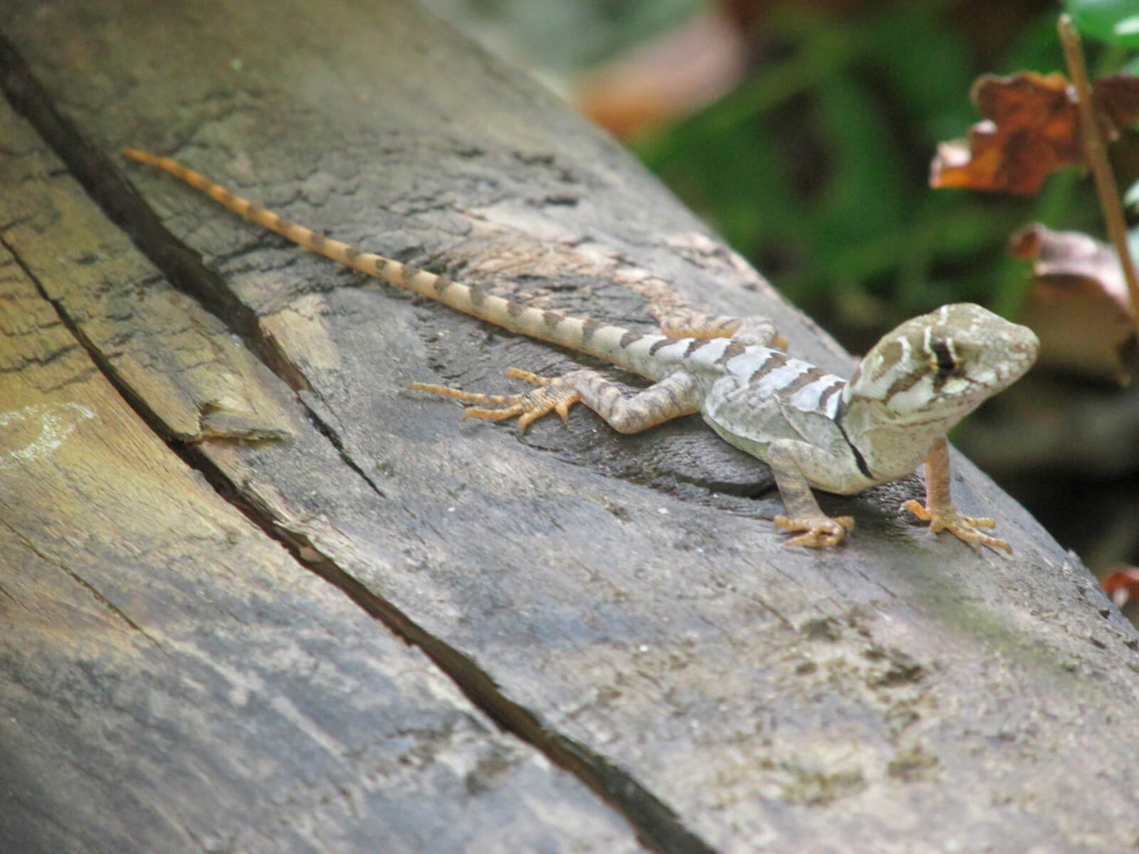 Guardaparques de Río Clarillo hallan lagarto que se creía extinto en la zona