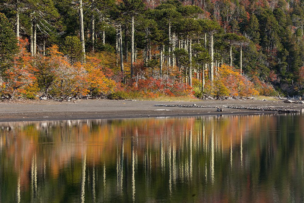 Laguna Huinfuica, Parque Nacional Villarrica, sector Puesco. ©Augusto Domínguez