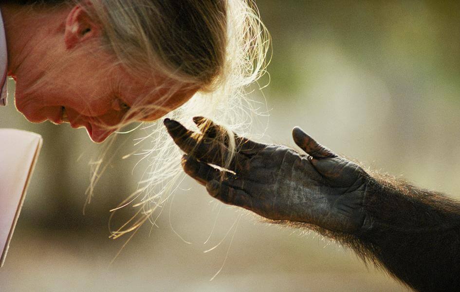 Jane Goodall y un chimpancé (1990) ©Michael Nichols