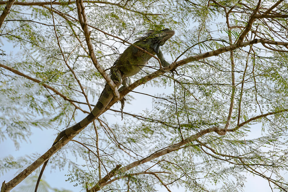 Iguana verde ©Pia Vergara