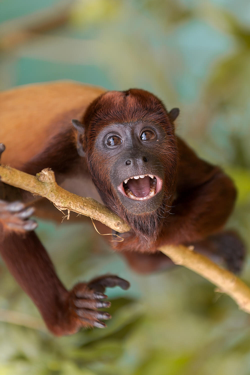 Mono aullador rojo juvenil ©Pia Vergara