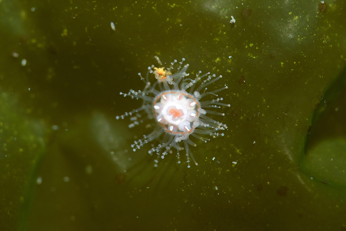 Cnidaria, la minúscula medusa que encontraron y que podría tratarse de una nueva especie ©Romina Bevilacqua