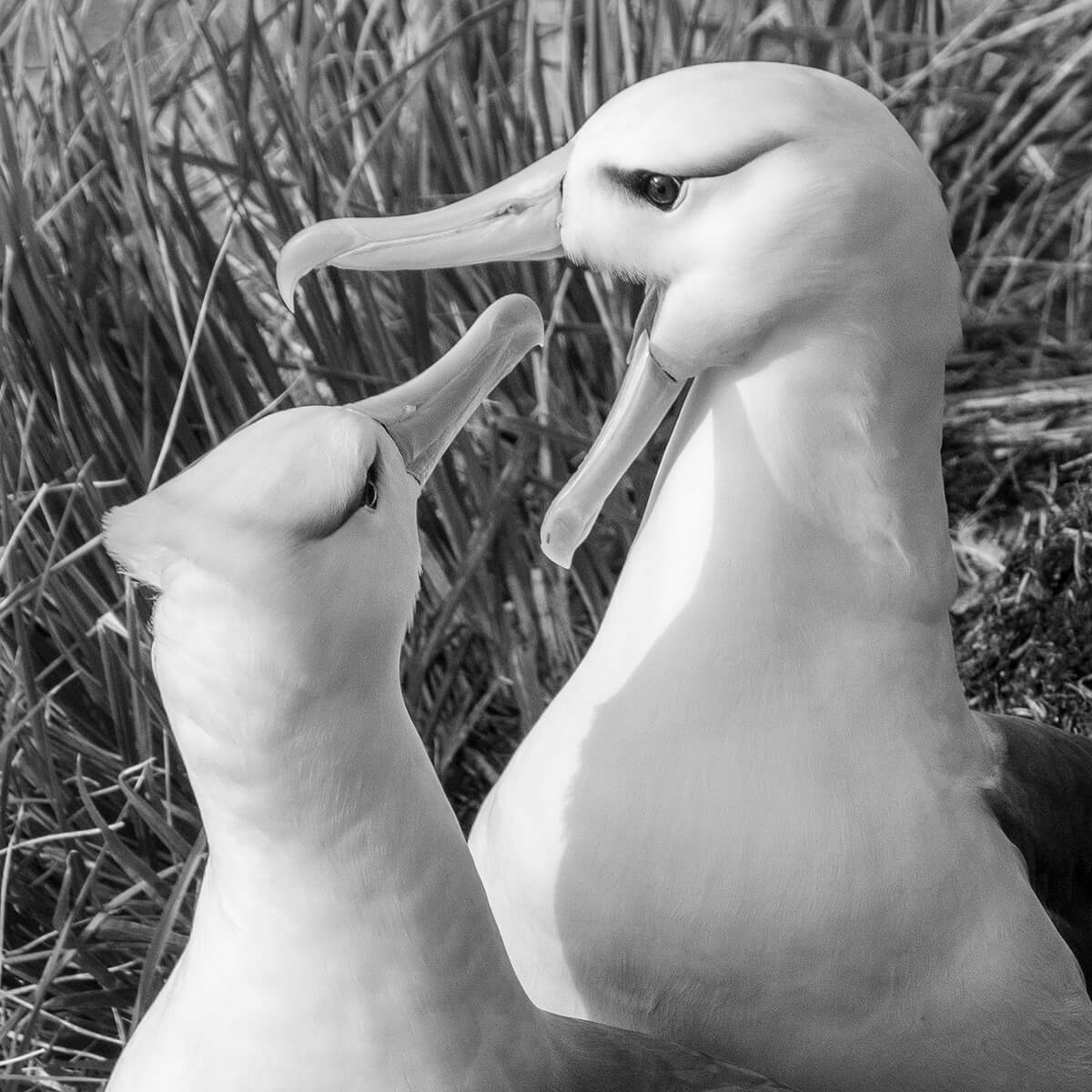 Albatros de ceja negra ©J.Vidal/Erratica Photo