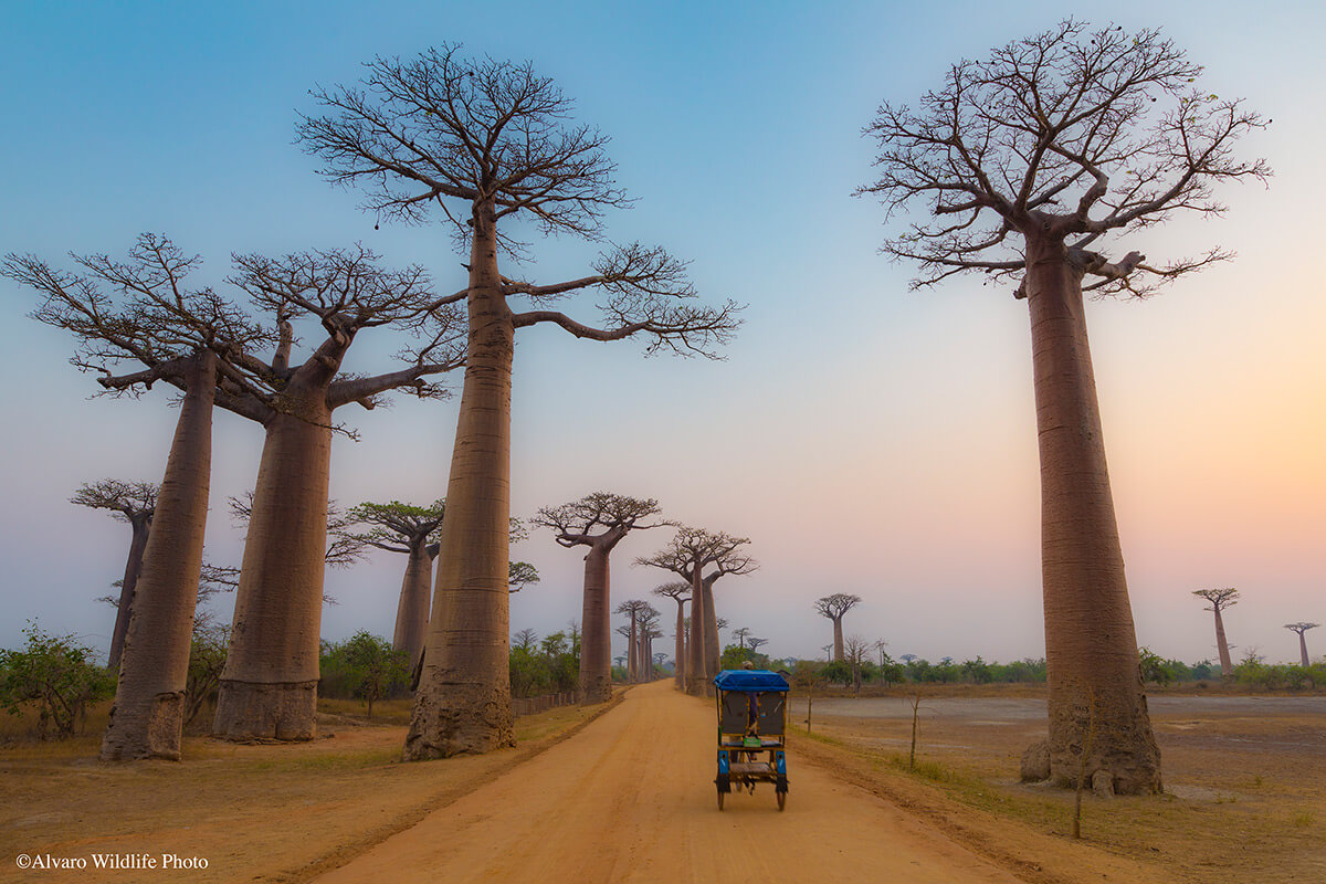 Avenida Baobab ©Álvaro Cubero