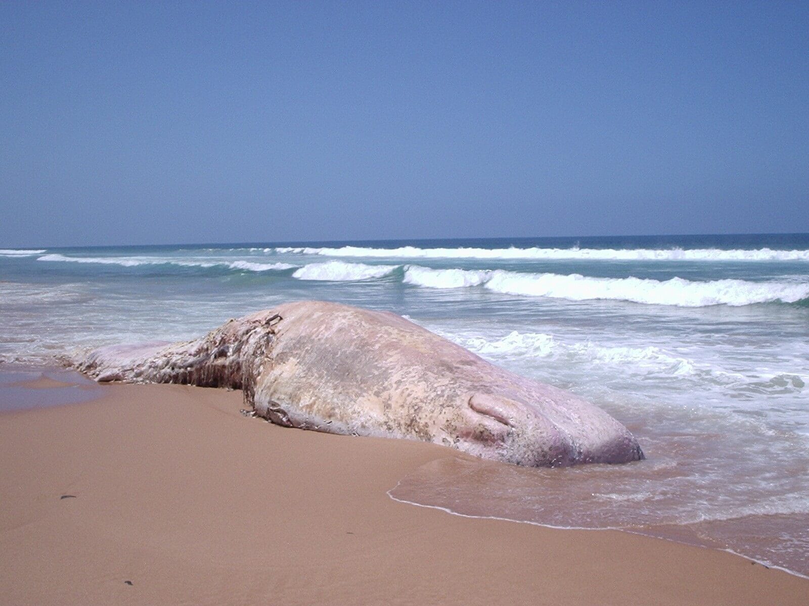 Un cachalote muerto en España deja en evidencia la amenaza de los plásticos para la vida marina