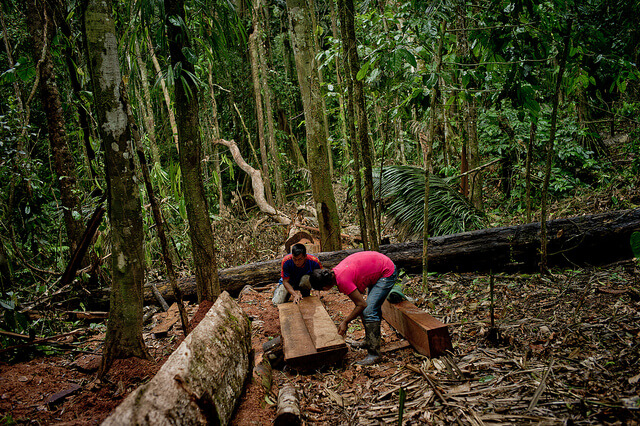 Tala de árboles en Ecuador ©CIFOR