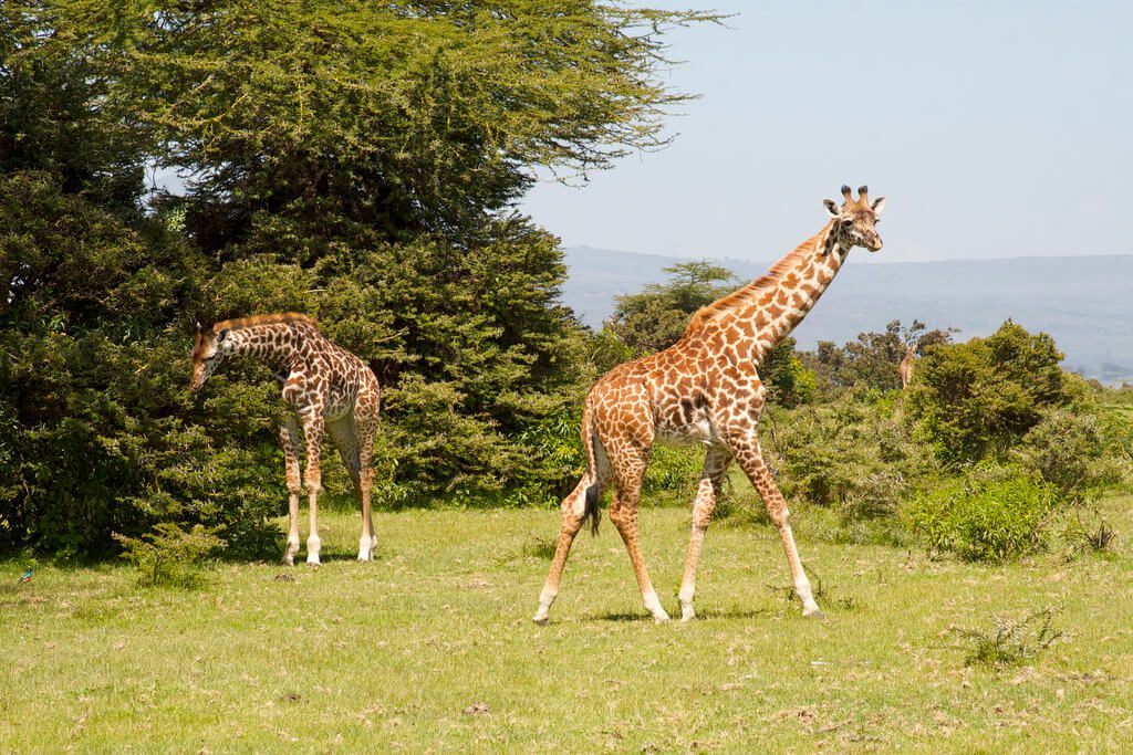 La caída de las jirafas: cómo el mamífero más alto del mundo pasó a estar en peligro