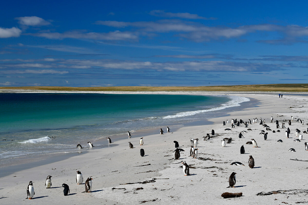 Falkland ©Guy Wenborne