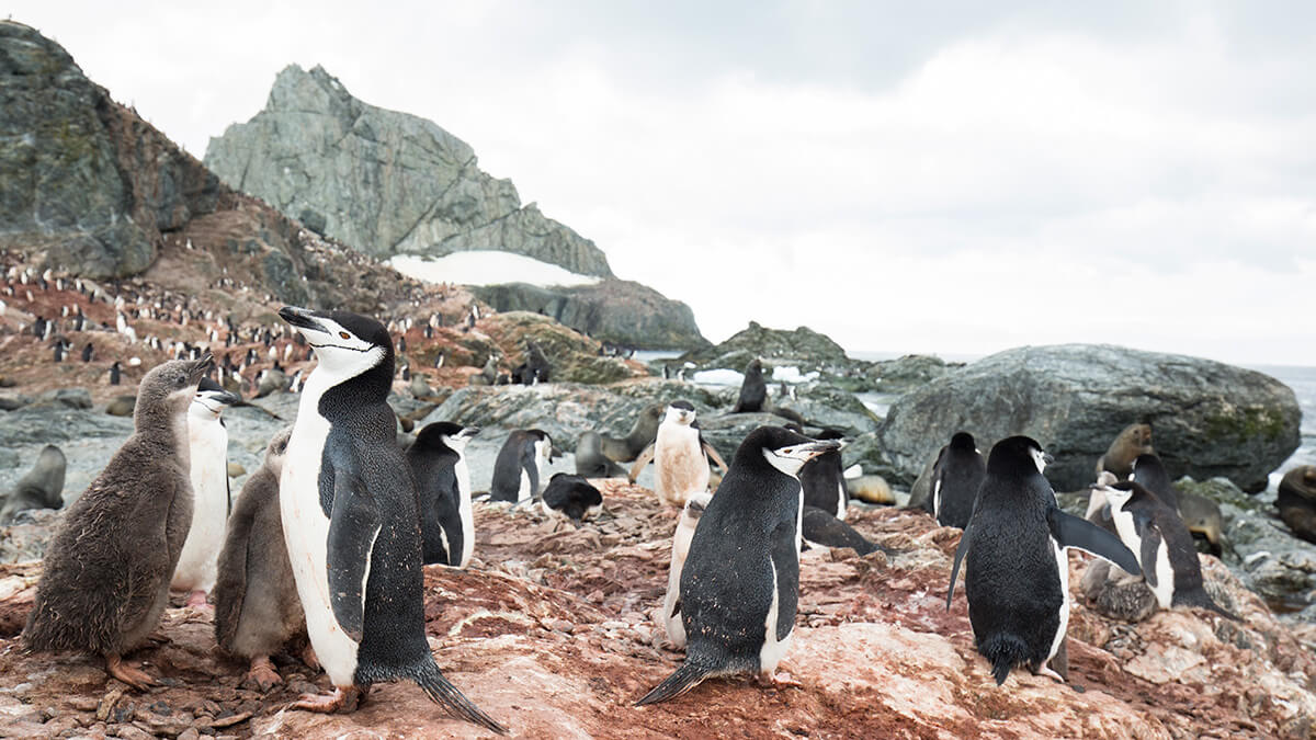 Colonia de pingüino de barbijo (Pygoscelis antarctica) en Point Wild.