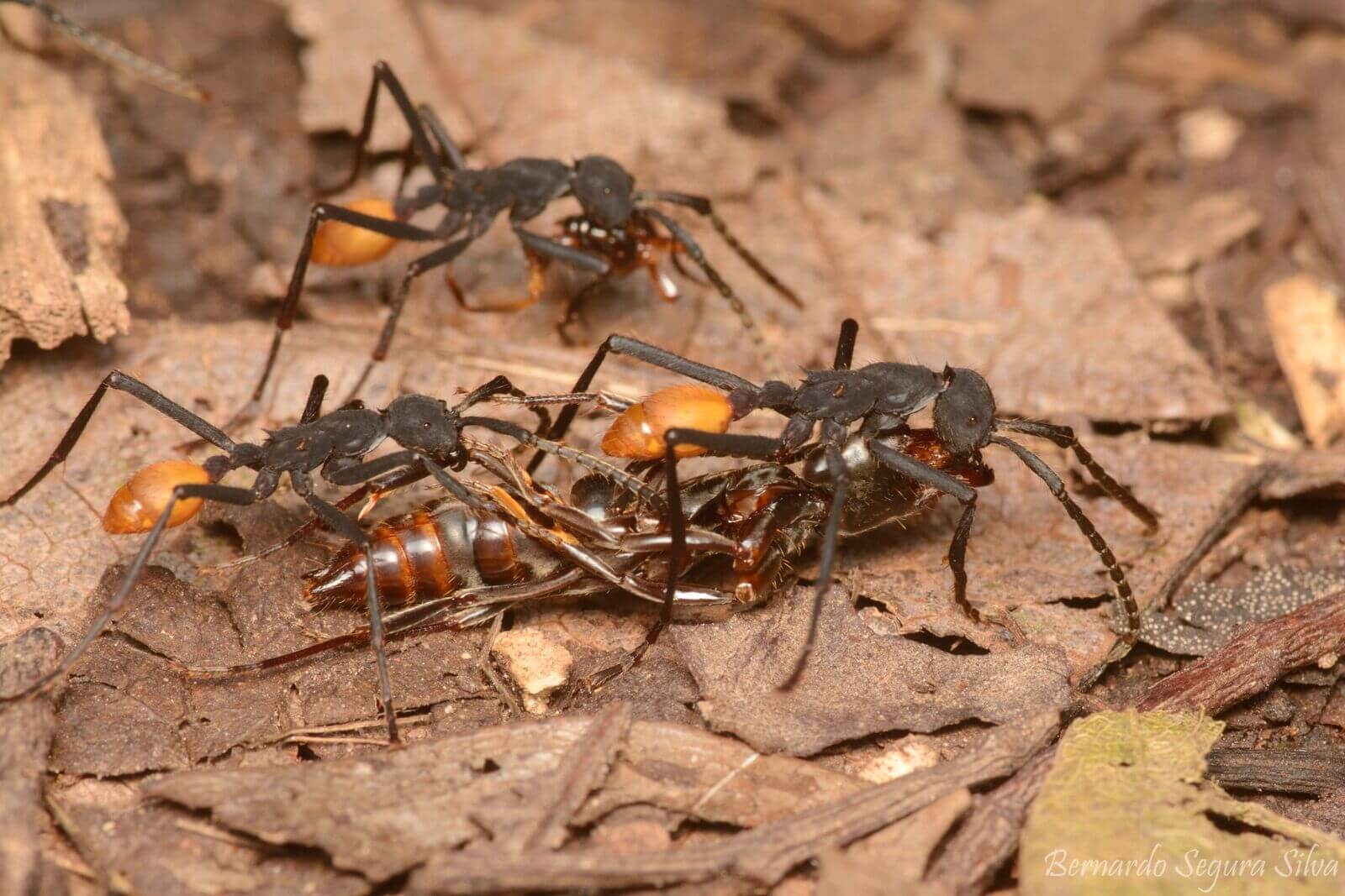 Las hormigas son llamados insectos sociales, en las que cada individuo aporta hacia el fin común: la supervivencia de la colonia. ©Bernardo Segura