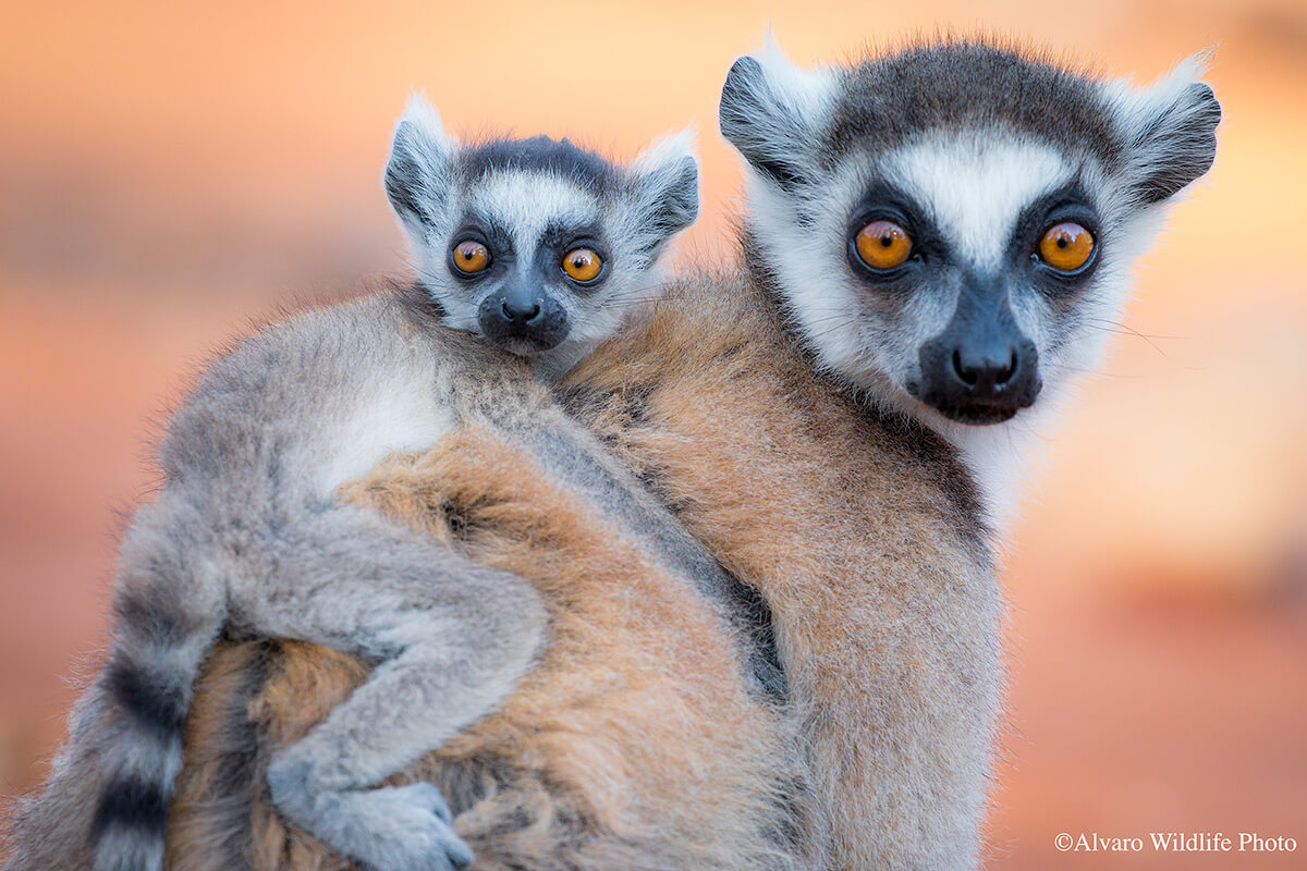 Lemur de cola anillada y su bebé ©Álvaro Cubero