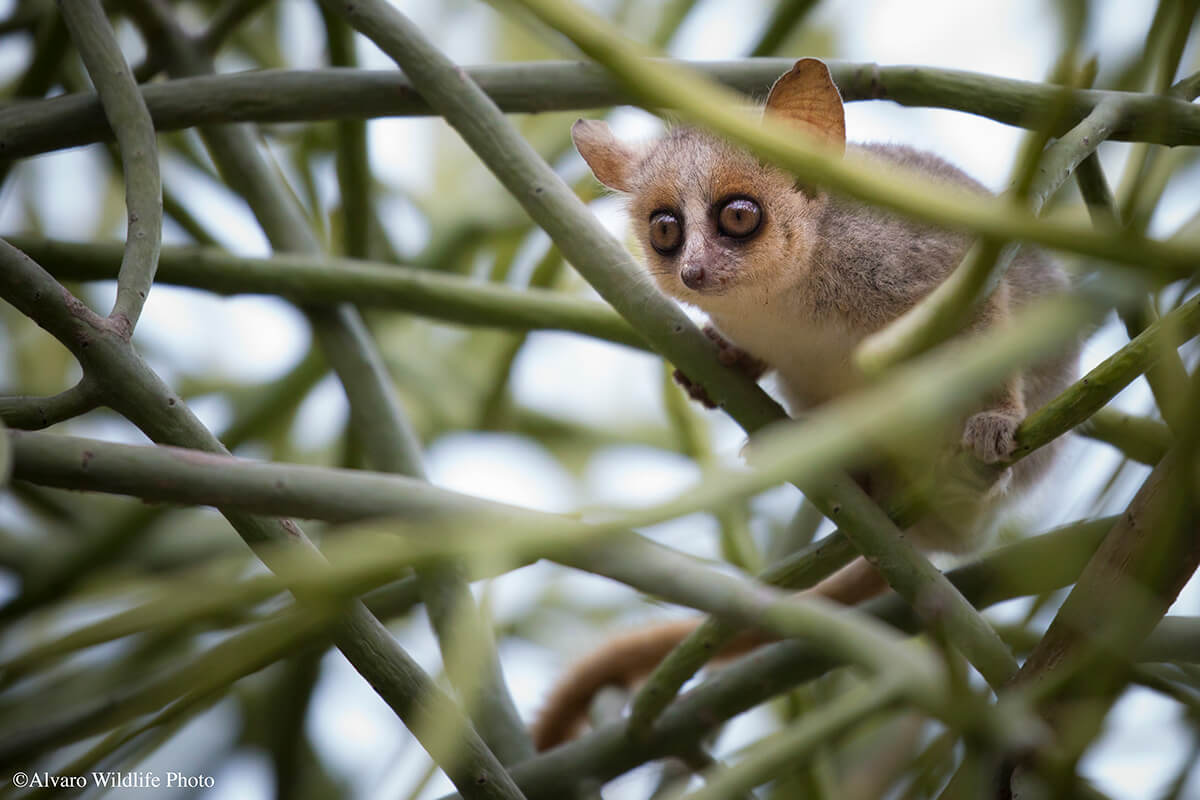 Lemur ratón ©Álvaro Cubero