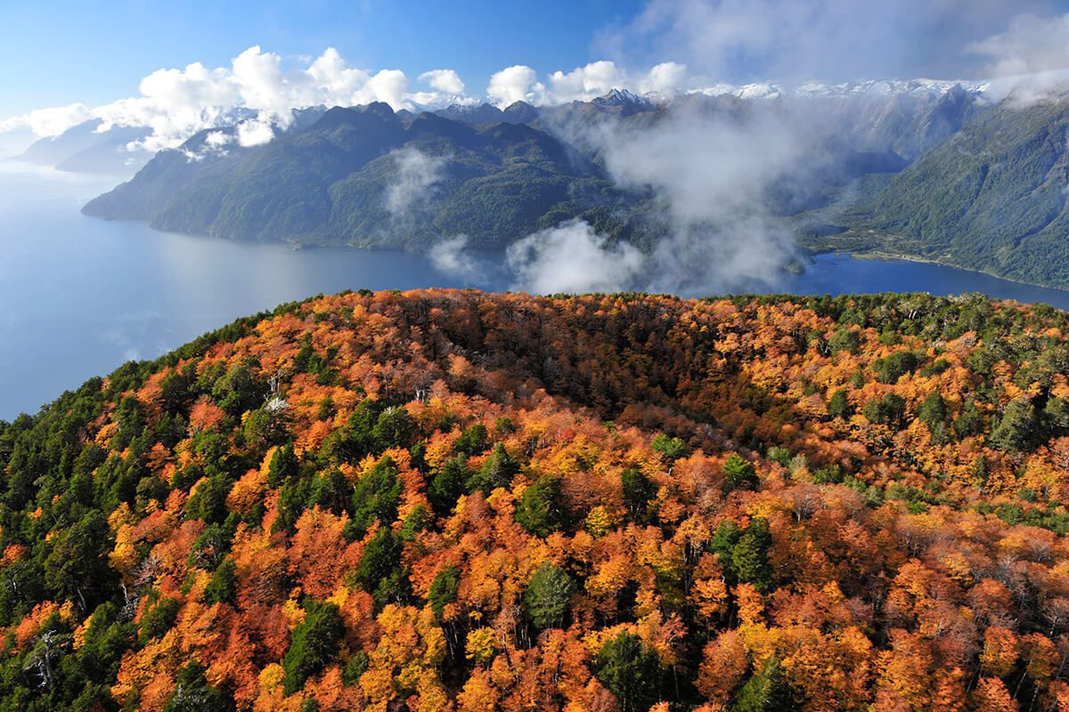 Un viaje al fascinante mundo de los Nothofagus: los misterios y la desafiante supervivencia de los bosques ancestrales de Chile