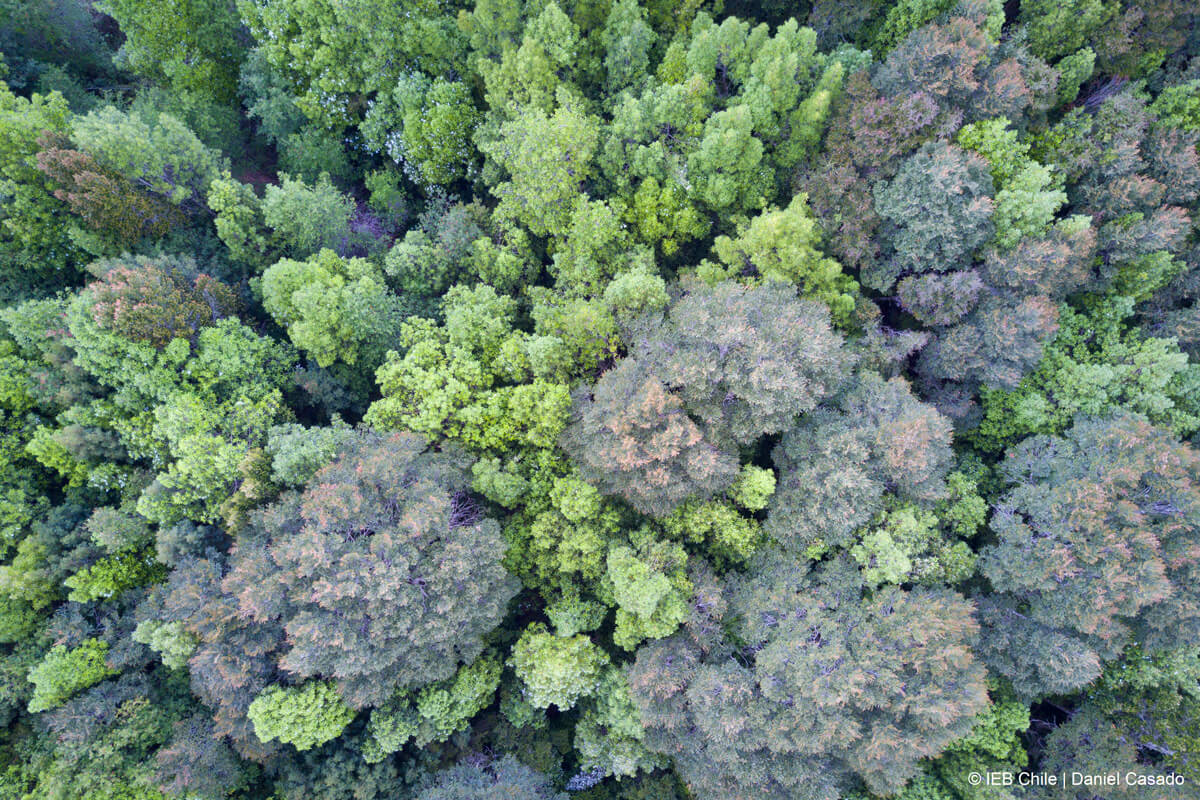 Bosque en Chiloé ©Daniel Casado
