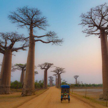 Madagascar: entre baobabs y una exótica selección de animales