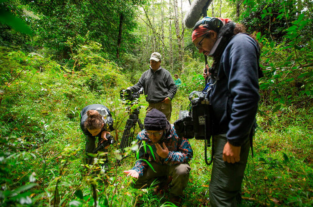 Serie documental Wild Chile, emitida durante el año 2017 por Chilevisión, que busca dar a conocer la biodiversidad de Chile y concientizar de las principales amenazas a su conservación.