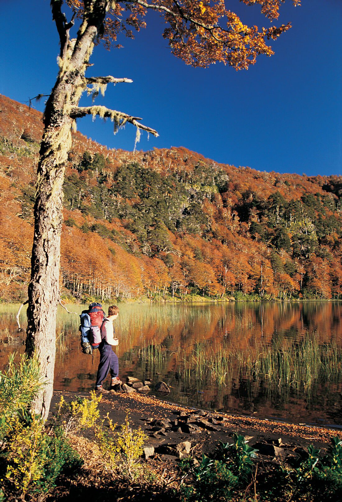 Mi primer otoño en el Parque Nacional Villarrica (1988)