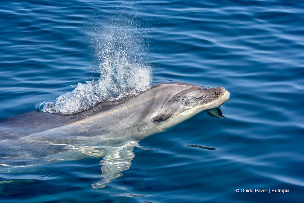 Delfín residente ©Guido Pavez/Eutropia