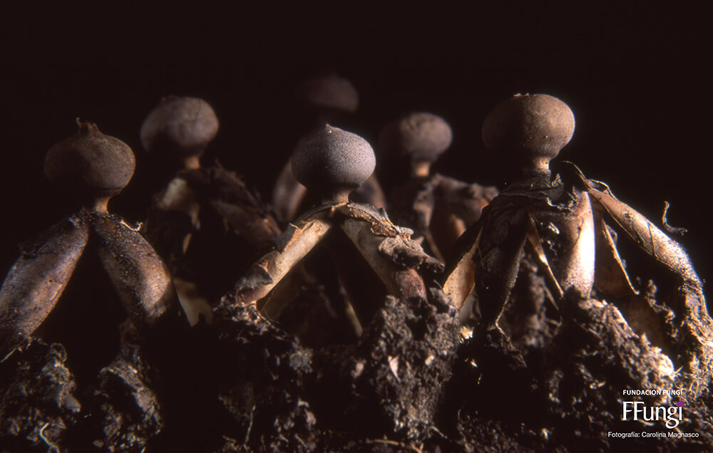Geastrum fornicatum ©Fundación Fungi