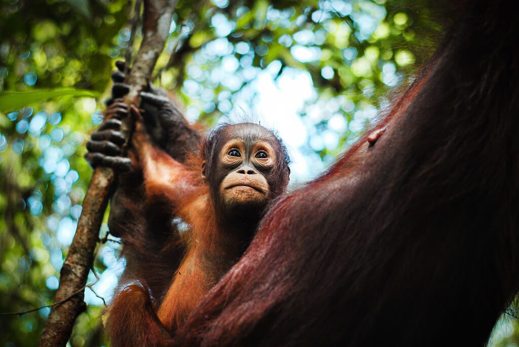 Borneo ha perdido más de 140.000 orangutanes en 16 años