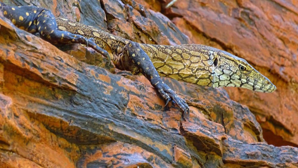 Varano gigante australiano, el lagarto más grande del territorio©C.Brodsky/E.Martin