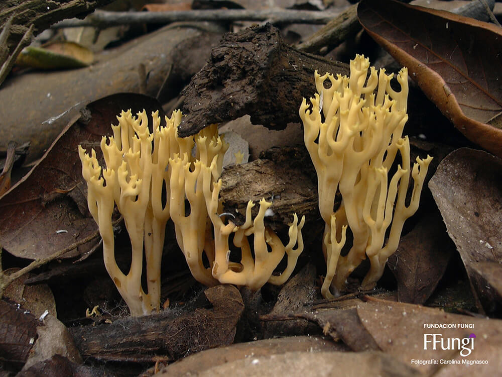 Ramaria flava ©Fundación Fungi