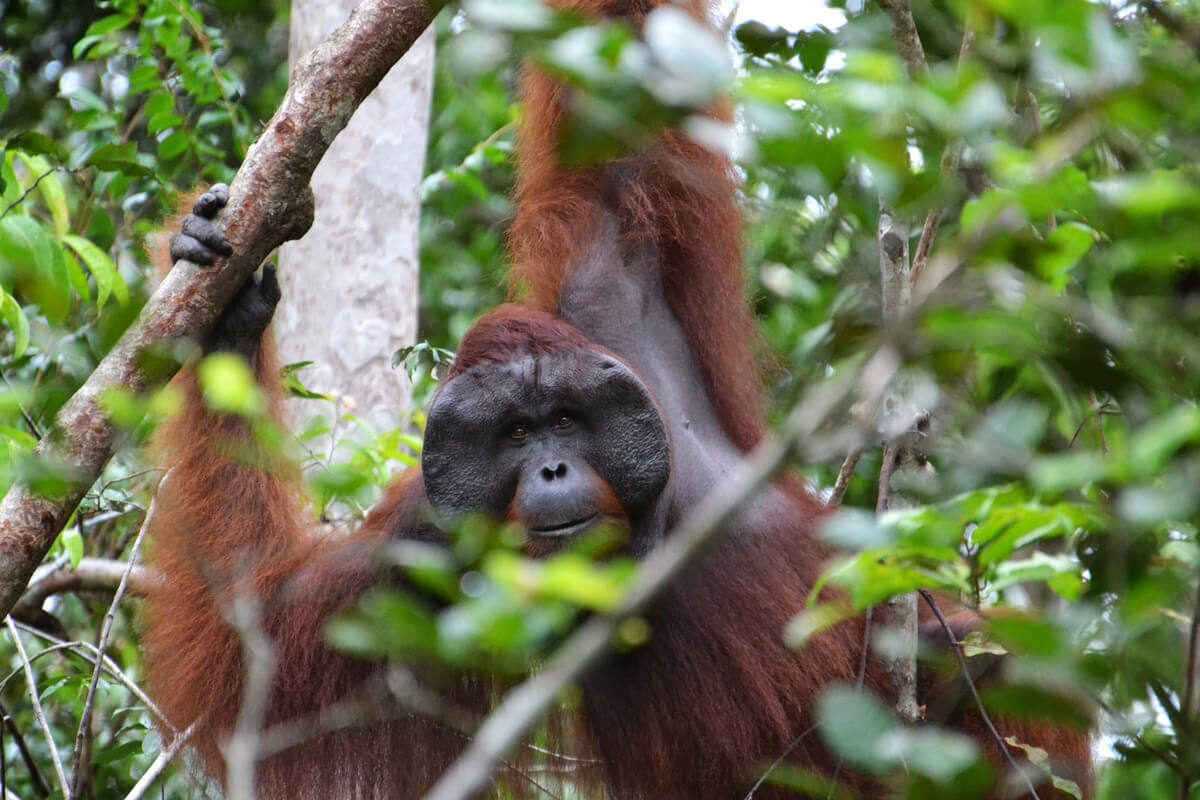 Person of the Forest: el documental sobre orangutanes que no te puedes perder