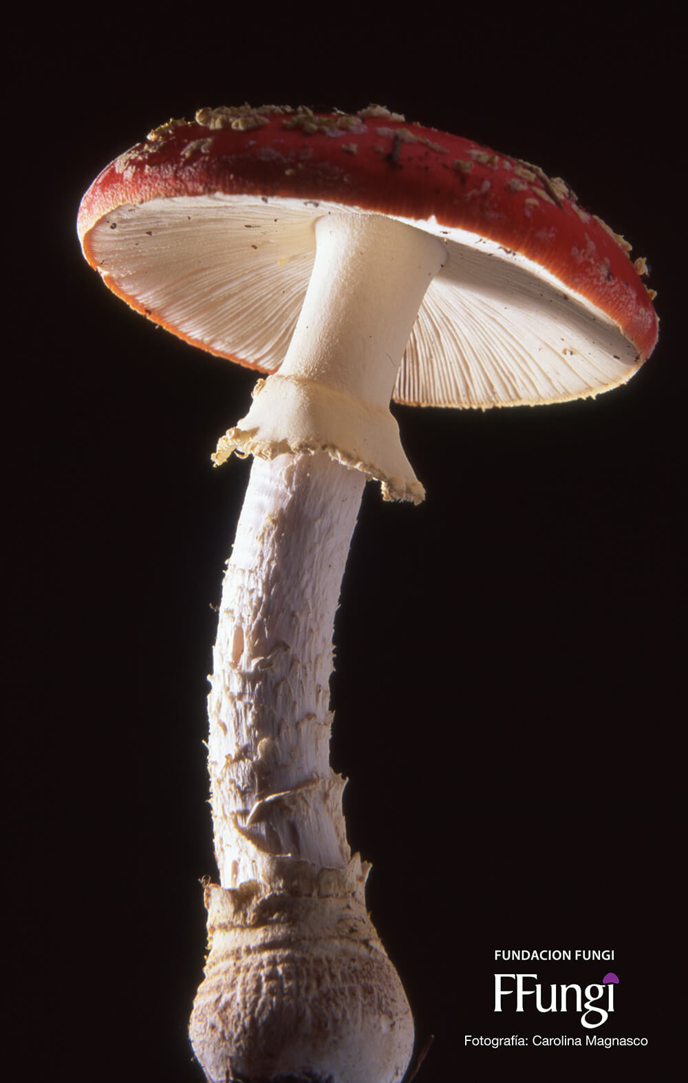 Amanita muscaria ©Fundación Fungi