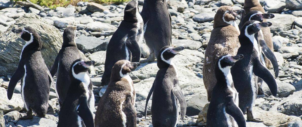 Pingüinos de Humboldt ©Oceana