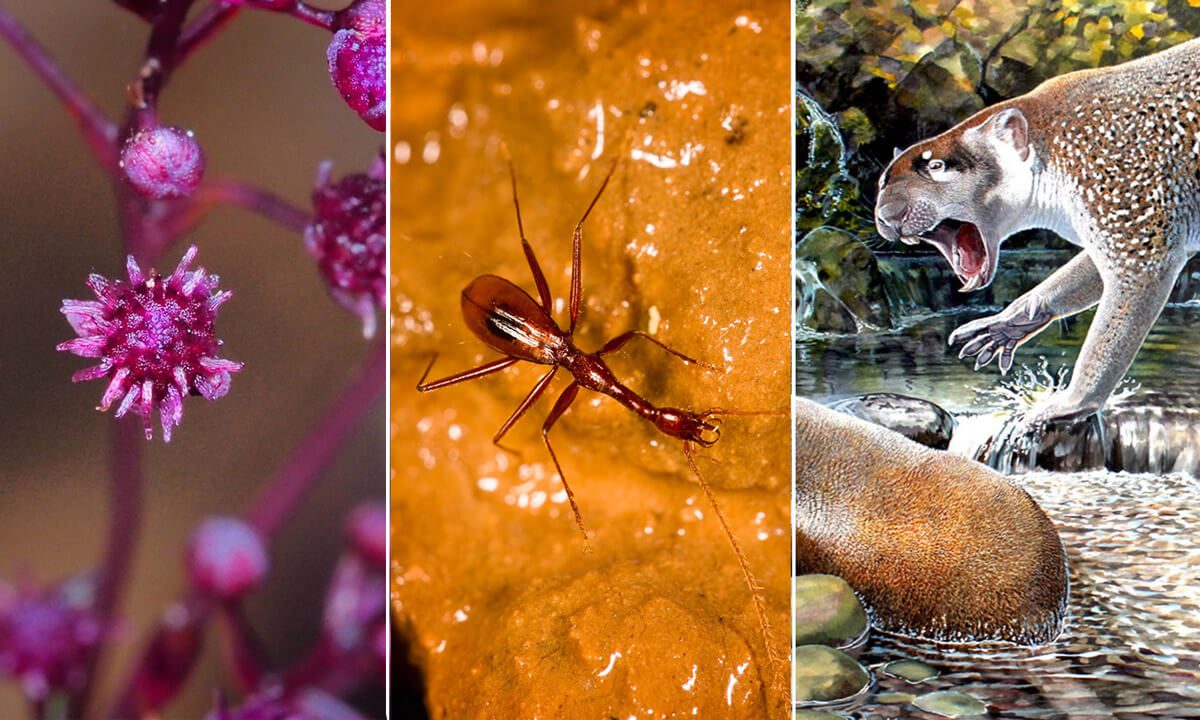 10 impresionantes especies nuevas descubiertas en 2018