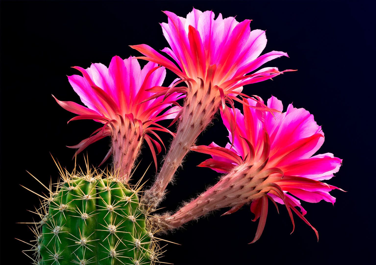 Echinopsis Freak: el hombre detrás del proyecto que ha hecho famosos a los cactus