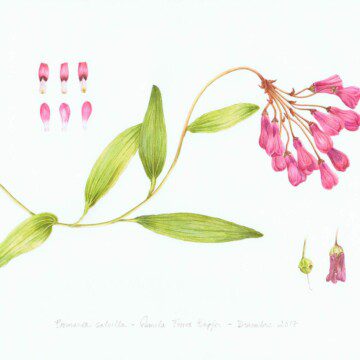 No te pierdas la primera muestra jurada de ilustración botánica de flora nativa chilena