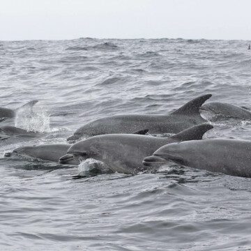 Esta es la sorprendente historia familiar de los delfines que viven entre Chañaral y Punta de Choros