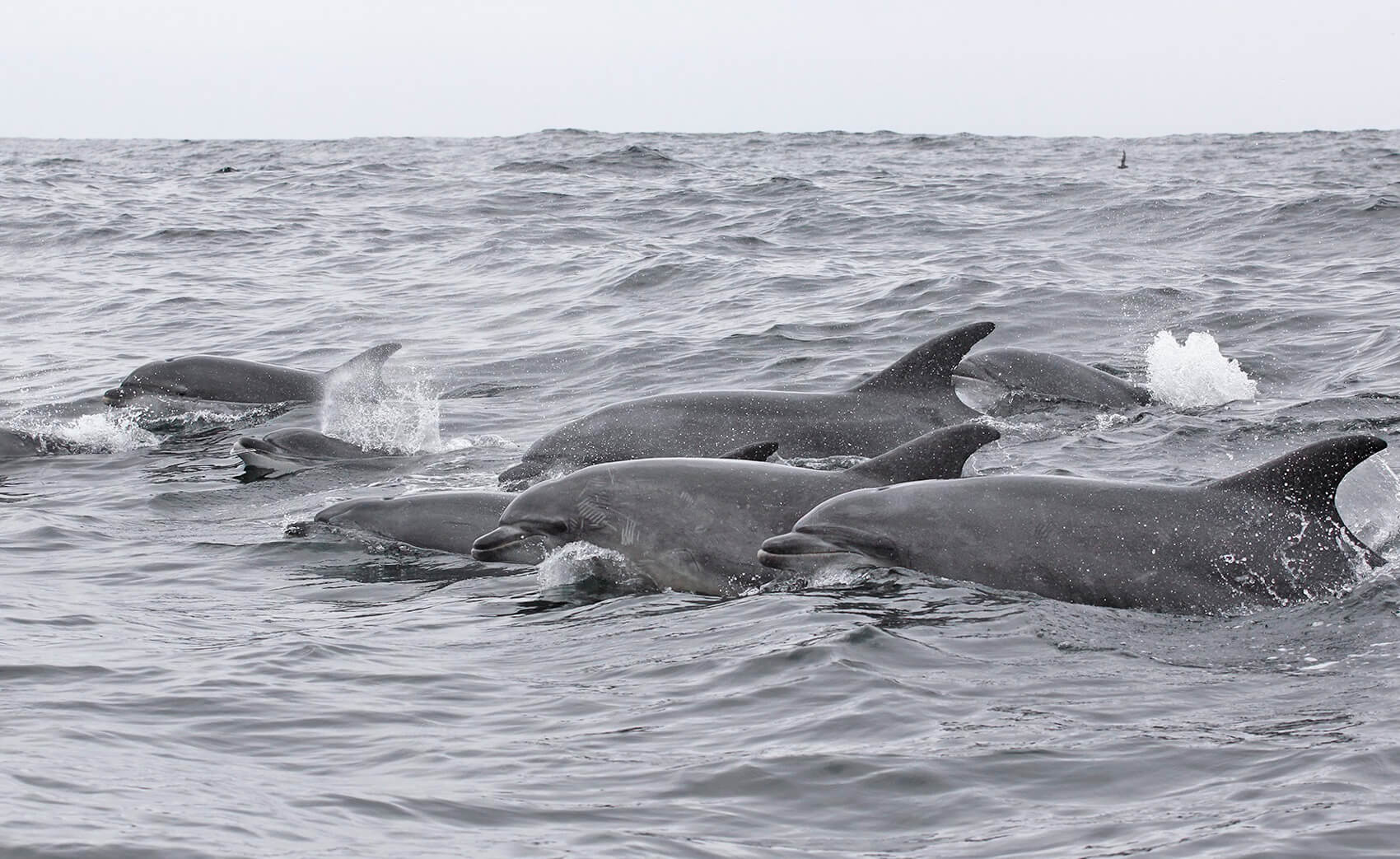 Esta es la sorprendente historia familiar de los delfines que viven entre Chañaral y Punta de Choros