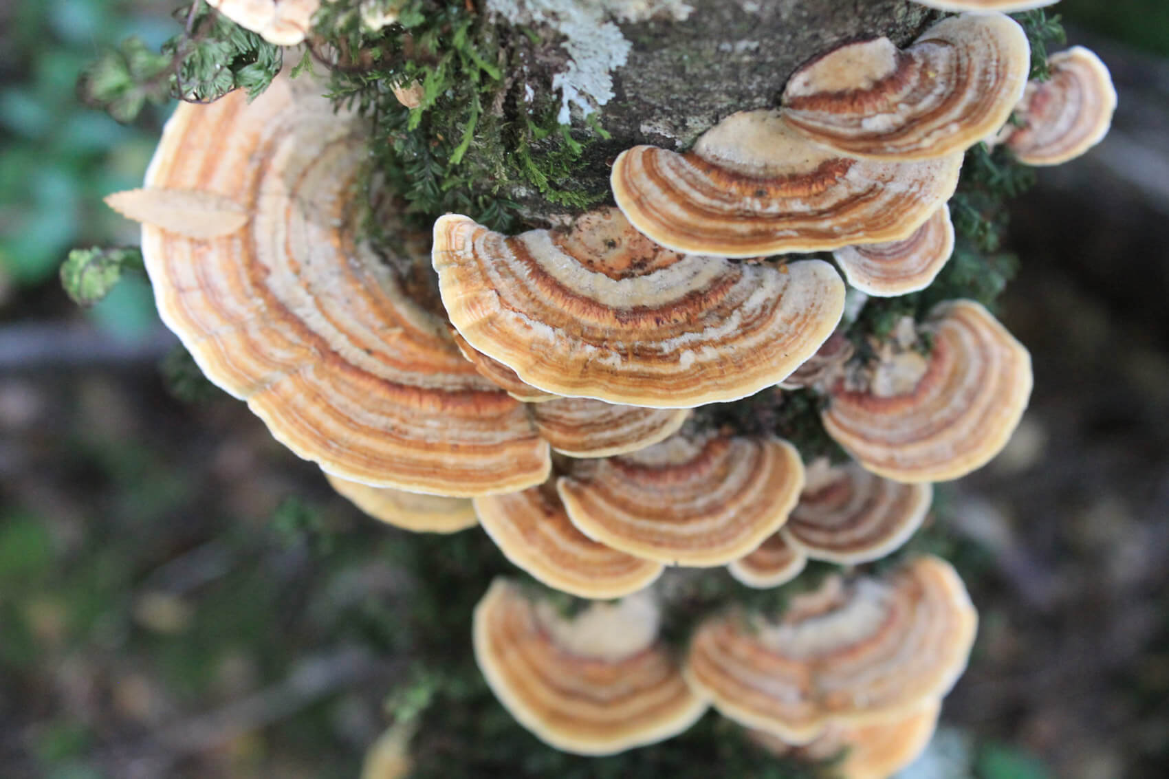 Fungi, un fascinante reino por descubrir
