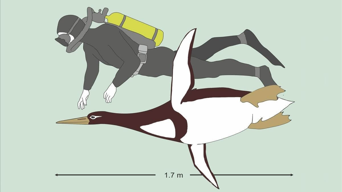 Así era el pingüino de 1.80 m que existió hace 56 millones de años