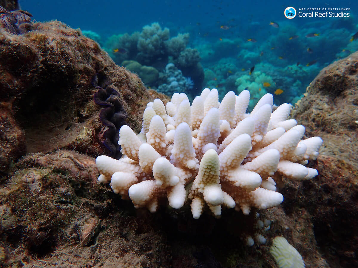 Blanqueamiento de un coral ©ARC Centre
