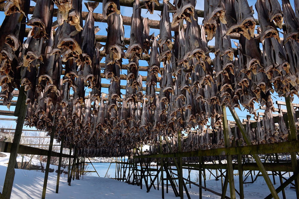 Bastidores de secado de bacalao ©María Teresa Zegers