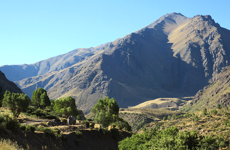 Son pocas las especies arboreas que se dan en Los Andes a esta altura (1.600 msnm aprox.) ©Elisa Izquierdo