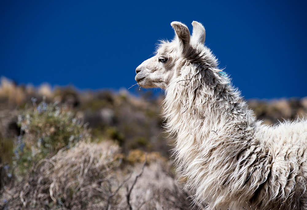 Llamo blanco wilancha ©Fundación Altiplano