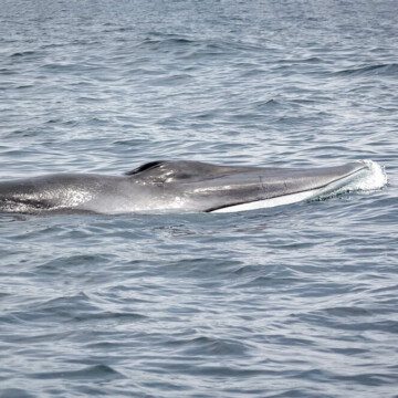 ¿Sólo de paso? La ruta de las ballenas fin en las costas de Chile
