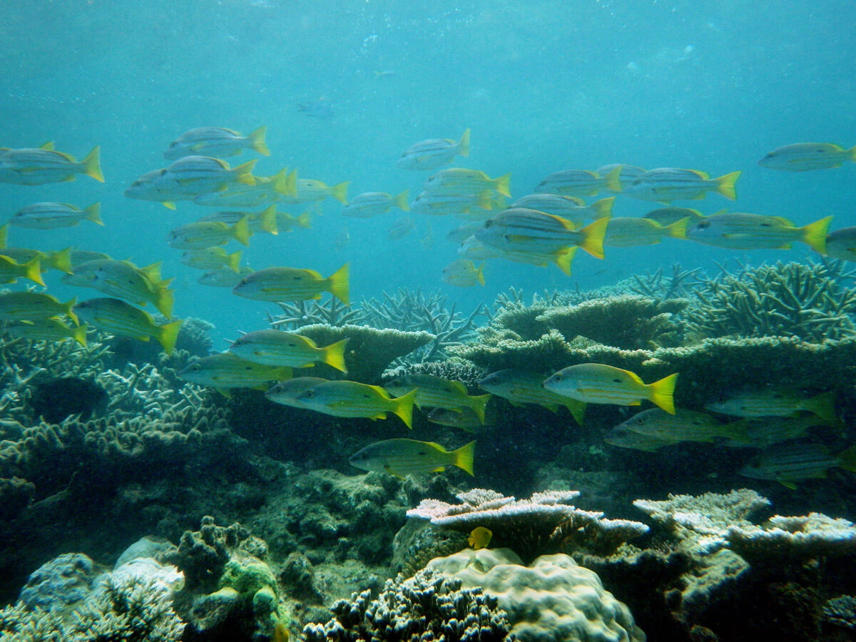 Ecosistema marino en Australia ©Paul Toogood
