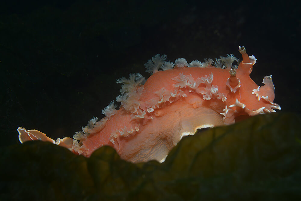 Mollusca ©Dirk Schories