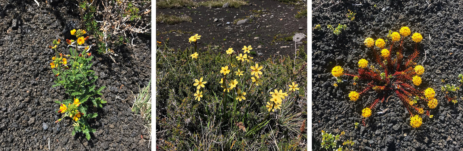 Foto izquierda: Adesmia boronioides, foto centro: Huilmo (Sisyrinchium pearcei), foto derecha: Quinchamalí (Quinchamalium chilense).