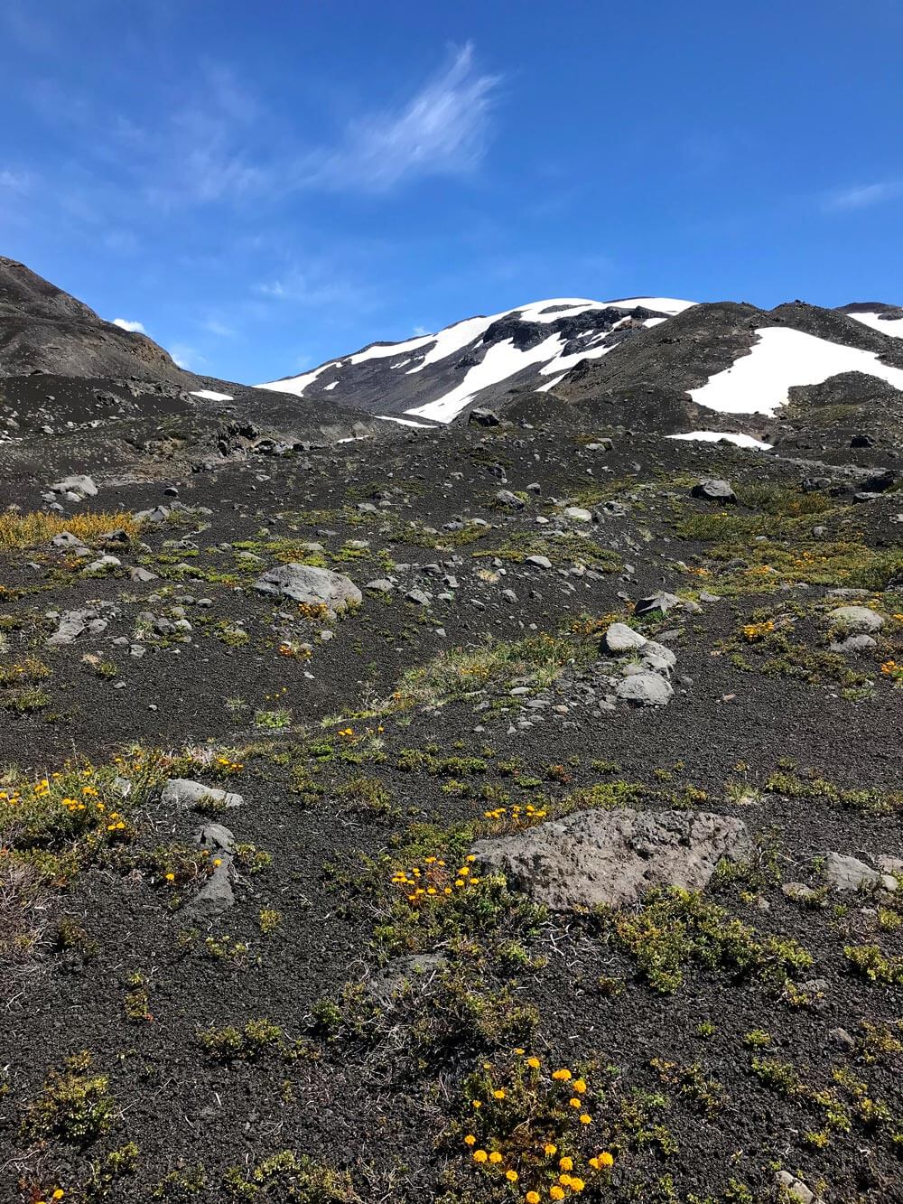 Al comienzo de la subida por la ladera del volcán se ven manchas verdes y amarillas por el Quinchamalí y pequeños manchones de nieve.